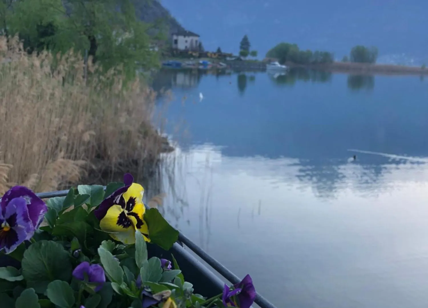 Adeline Bed & Breakfast Dascio